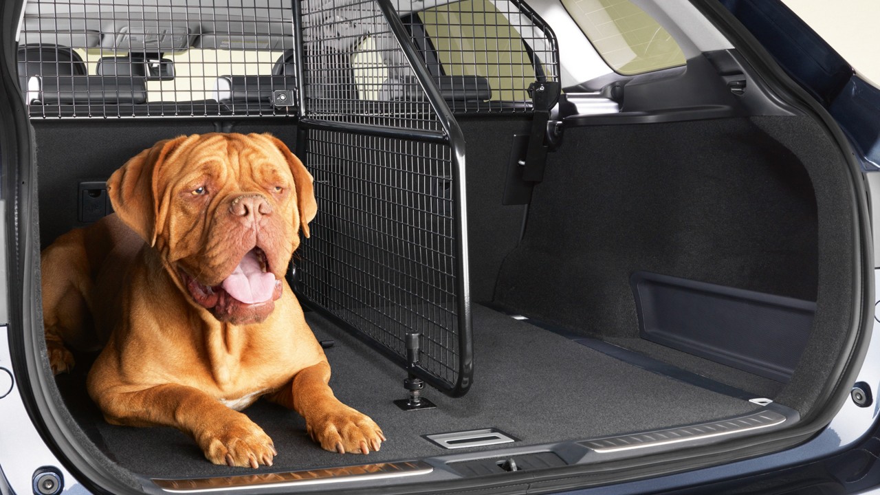 pet-accessories